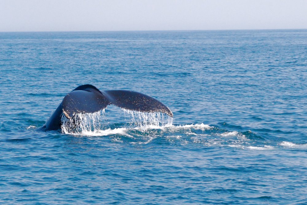 [Cape-Cod-whale-watch.jpg]
