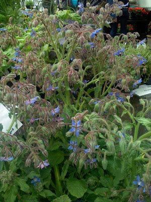 Hairy stems and blue flowers on a huge clump of borage plants