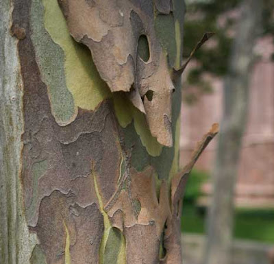 Close up of tree bark in irregular patterns of brown and olive green