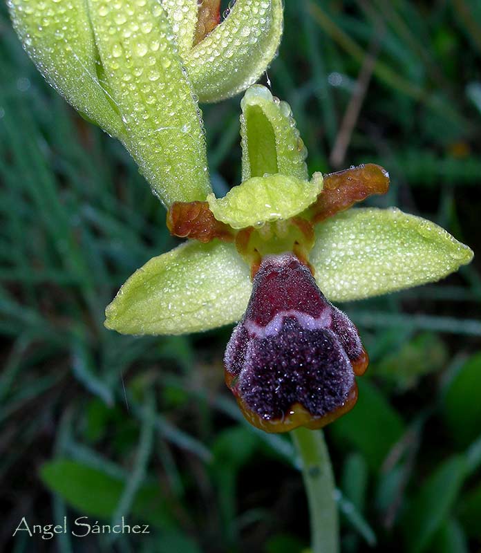 [Ophrys-algarvensis-002-761221.jpg]
