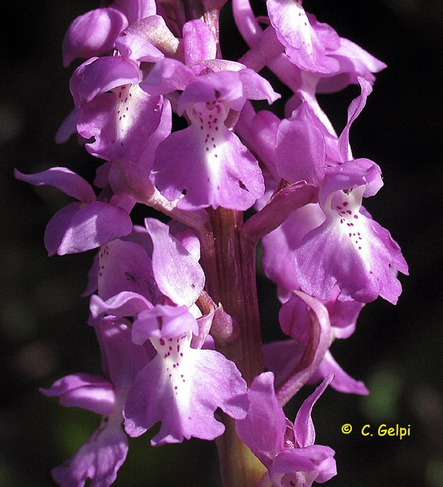 [3-Orchis-mascula-713217.jpg]