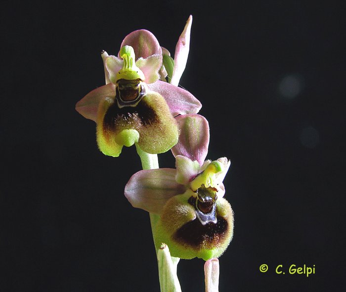 [2-Ophrys-ficalhoana-718525.jpg]