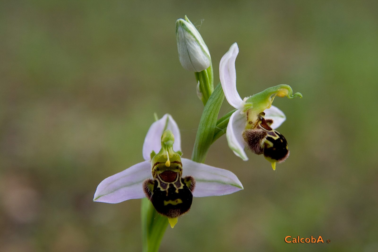 [Ophrys-apifera-albina_2-733592.jpg]