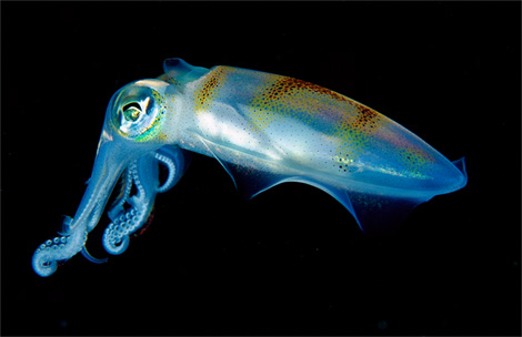 [translucent-squid-portrait-newbert-1145565-ga.jpg]