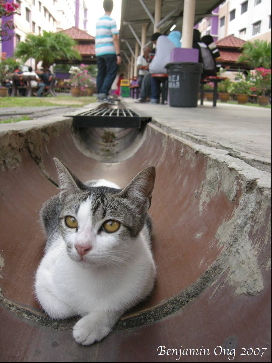 [cat+in+drain.jpg]