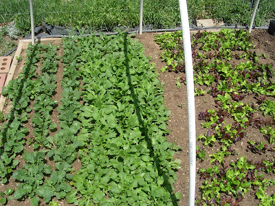 home grown organic salad greens