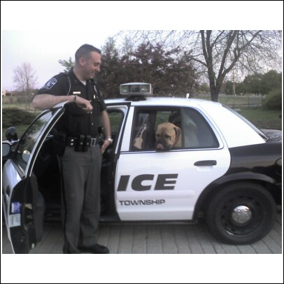 [dogs+in+police+car.jpg]