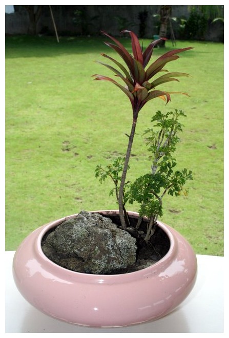 [bonsai2.jpg]