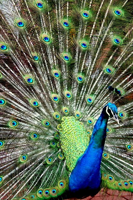 [Peacock.JPG]