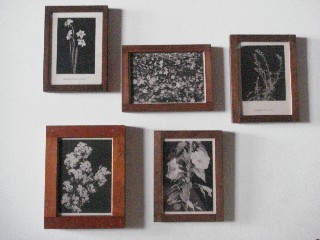 frames florals