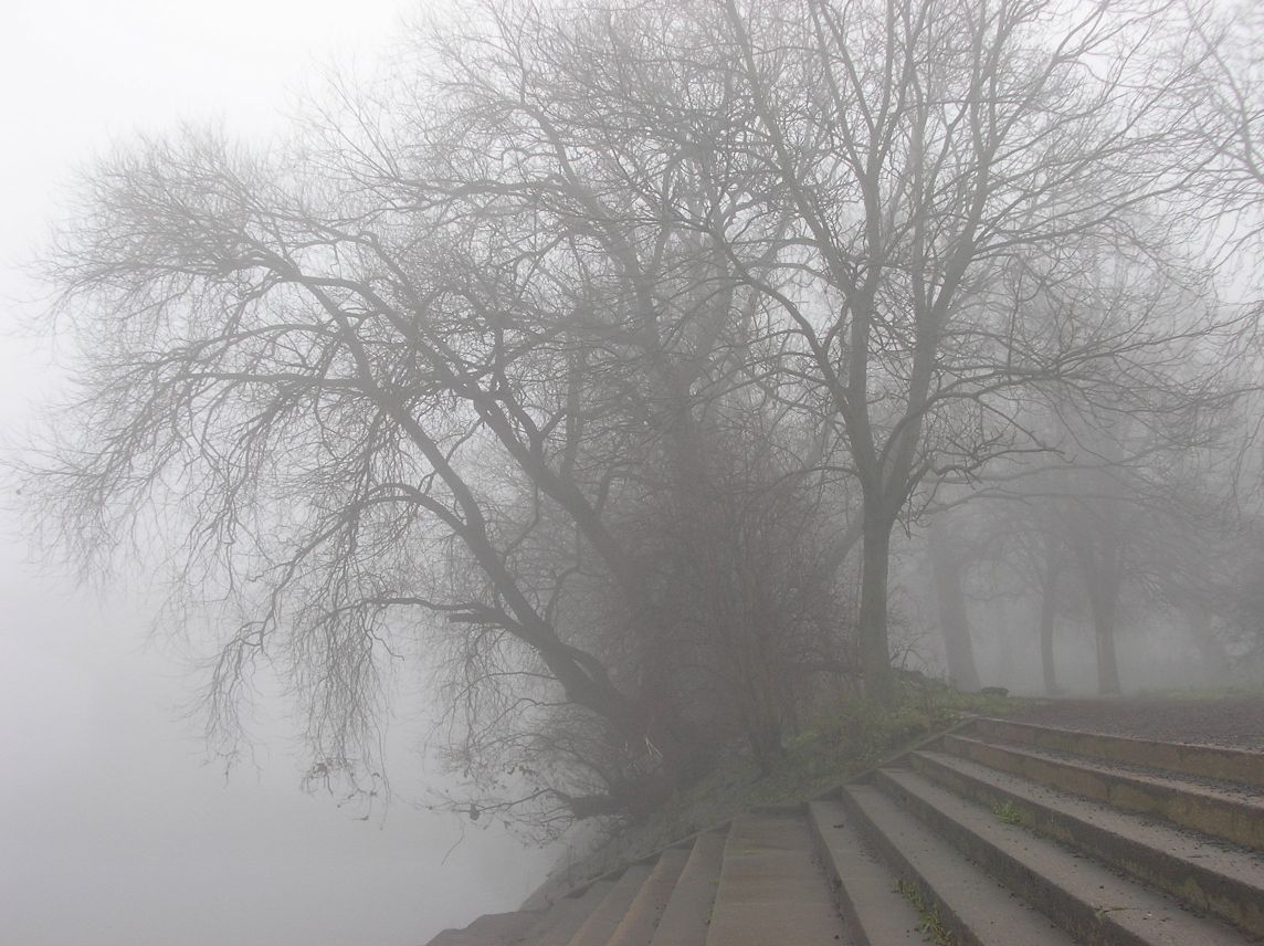 [trees+in+fog.jpg]