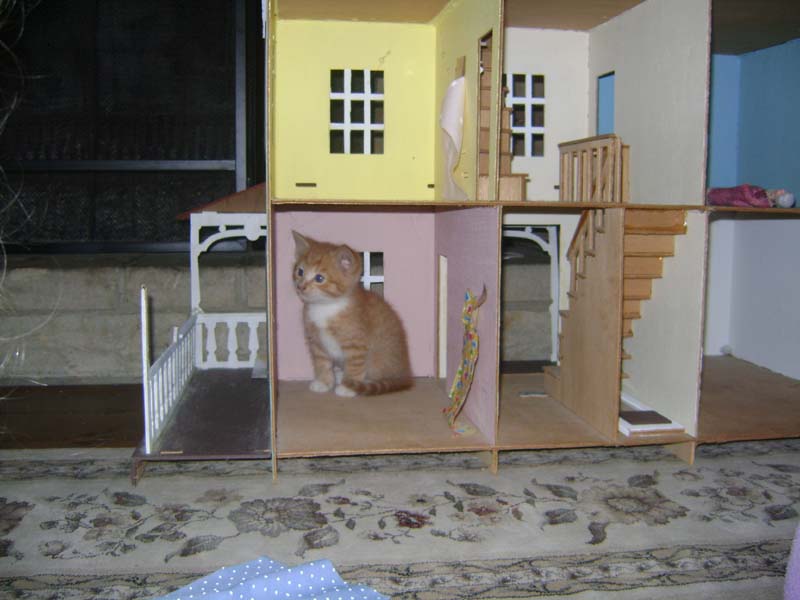 [kitten+doll+house.jpg]