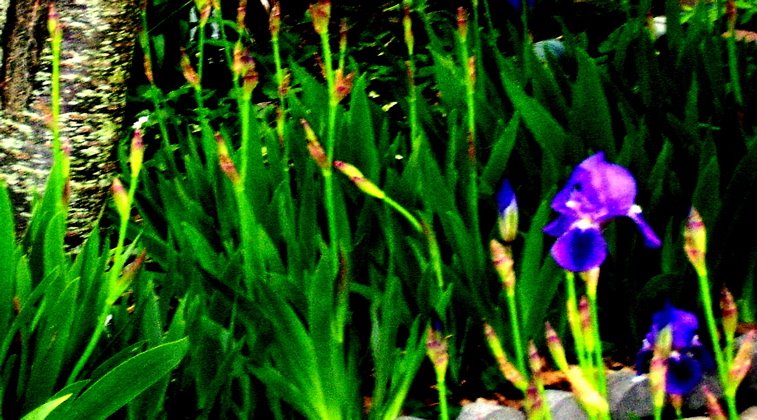 Intense iris, Spring 2008
