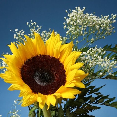 [0707_sunflower.jpg]