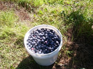 [Our+gallon+bucket+of+blueberries.jpg]