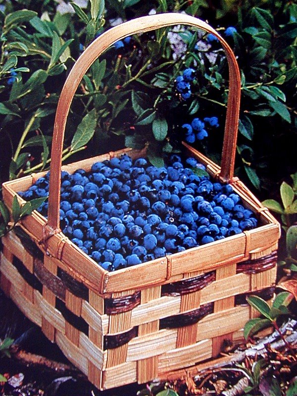 [blueberries.bmp]
