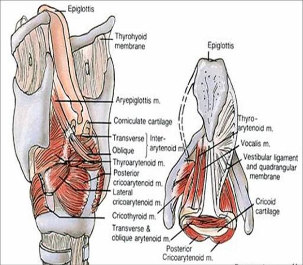 [muscles+of+the+larynx.jpg]