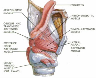 ENT for medical students: LARYNX - Anatomy