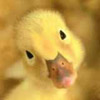 [duckling.jpg]