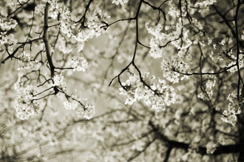 [pear-blossoms.jpg]