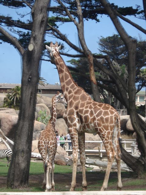 [sweet+giraffes.jpg]