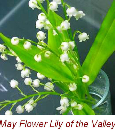 [lily-of-the-valley+2.jpg]