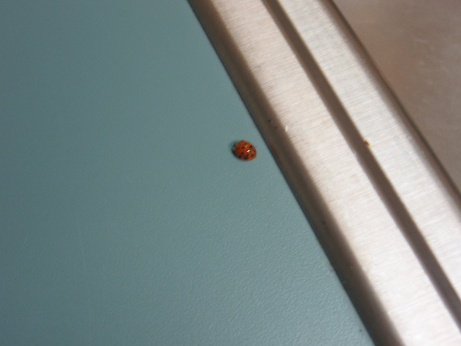 [Ladybug+Friend+Jan+08+(1).jpg]