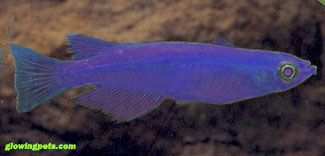 [glow_fish_purple.jpg]