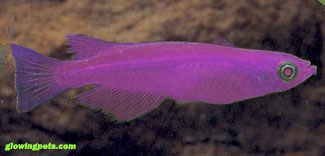 [glow_fish_violet.jpg]
