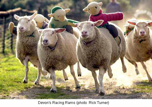 [sheep_racing.jpg]