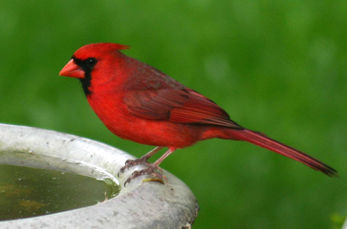 [cardinal+in+bird+bath.jpg]
