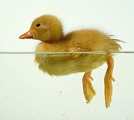 [duck+swim.jpg]