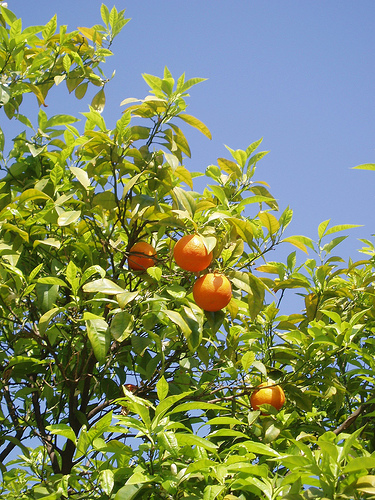 [orange+tree.jpg]