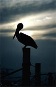 [pelicano.jpg]