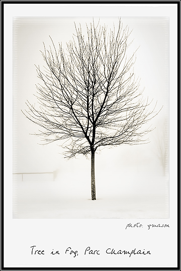 [Tree-in-Fog-Parc-Champlain.jpg]