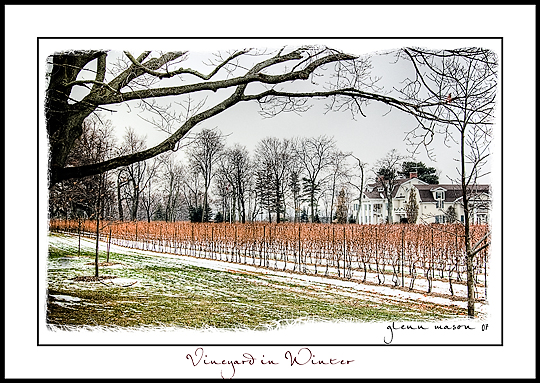 [Vineyard-in-Winter.jpg]