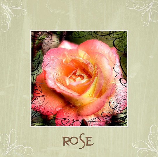 [Rose-]