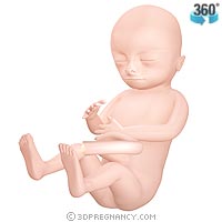[15-weeks-pregnant.jpg]
