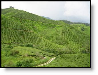 [BOH+Tea+Plantation+View.jpg]