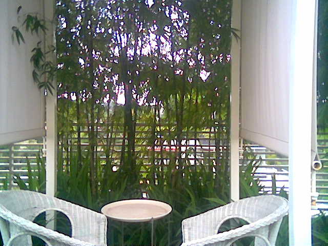 [outdoor+garden+admist+bamboo+garden.jpg]