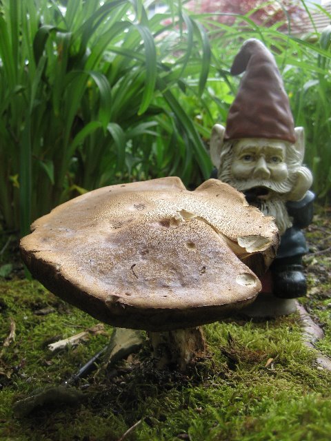 [Mushroom+Gnome.jpg]