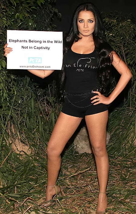 Celina Jaitley for peta showing thigh