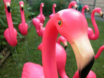 [flamingo-picture.jpg]