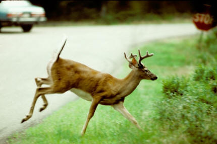 [deer_crossing_road.jpg]
