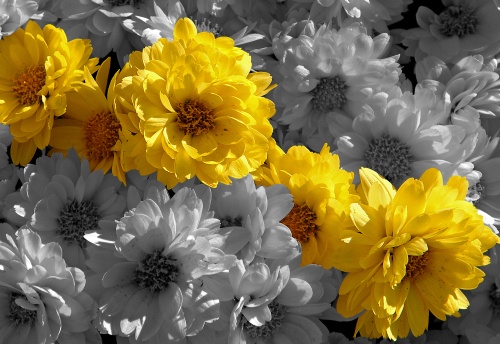 [yellow+flower+smaller.jpg]