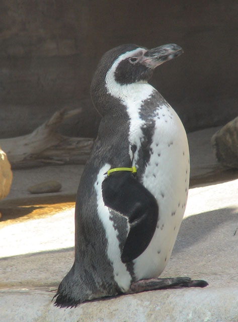 [Humboldt-penguin.jpg]