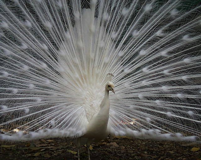 [white+peacock.bmp]