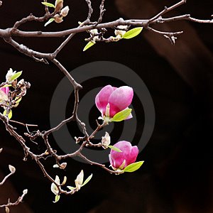[pink-magnolia-blooms-thumb4822777.jpg]