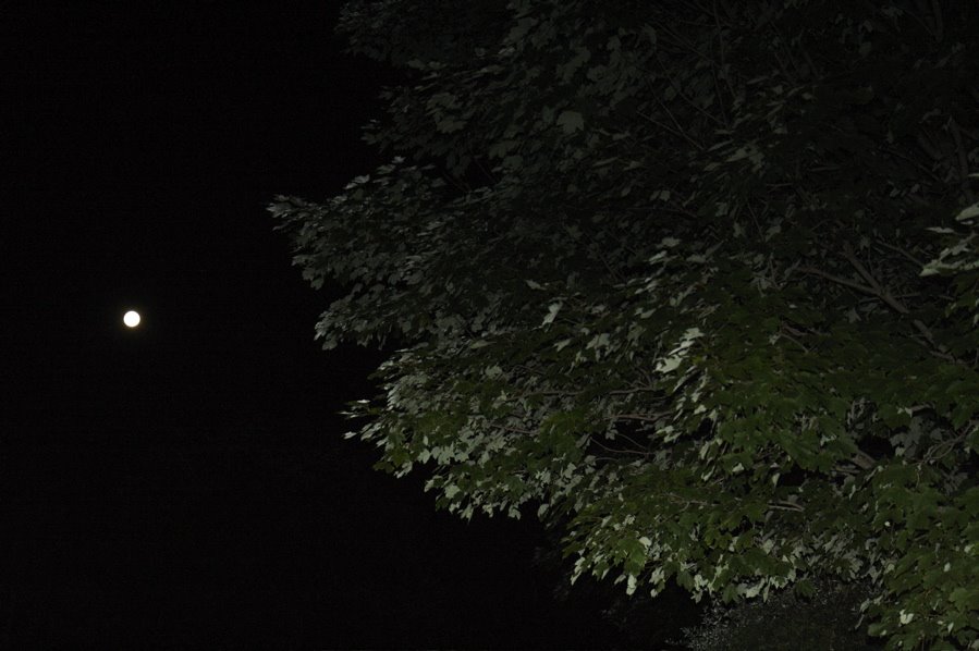 [moontree.jpg]