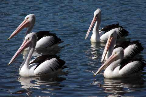 [Nambucca+River+Pelicans.jpg]